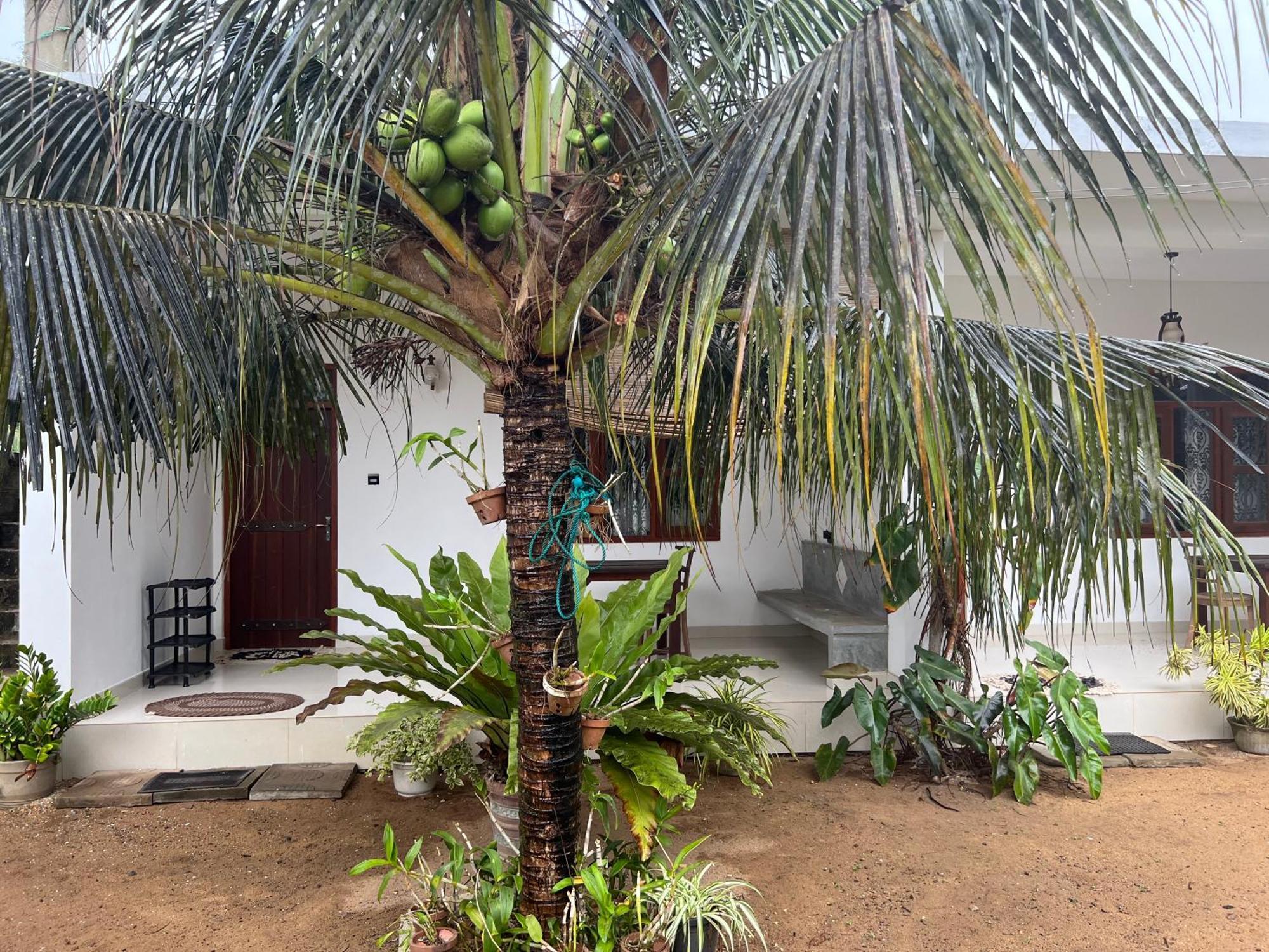 Hotel Awesome Guest Mirissa Exterior foto